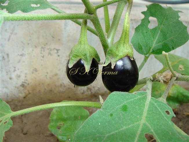  Fruits